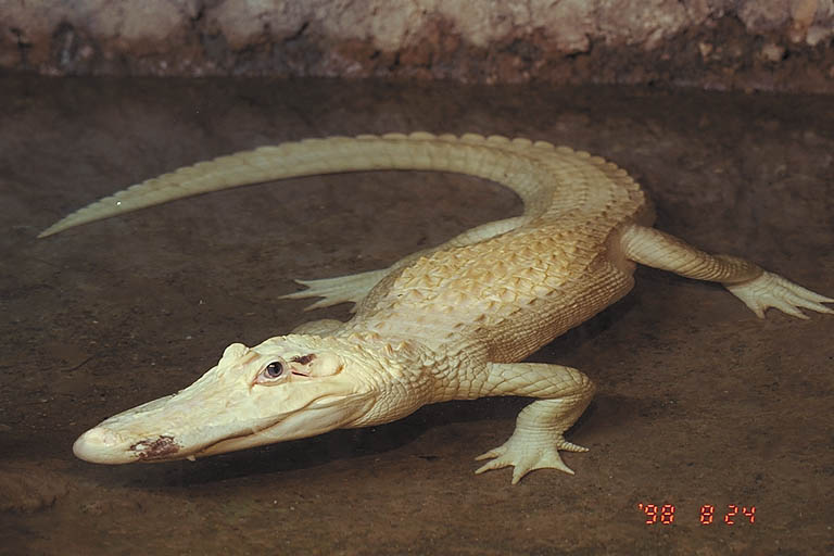 Gator photo by Brent Alan Thale